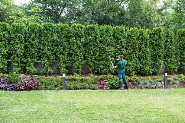 Best Lawn Maintenance Plans  in Gladstone, MO